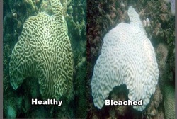 Coral Bleaching - Great Barrier Reef